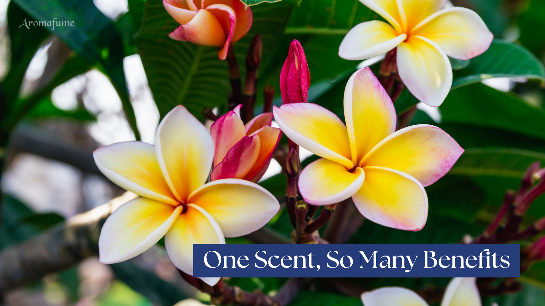 Why Nag Champa is a Must-Have for Every Home Rituals & Everyday Use - US