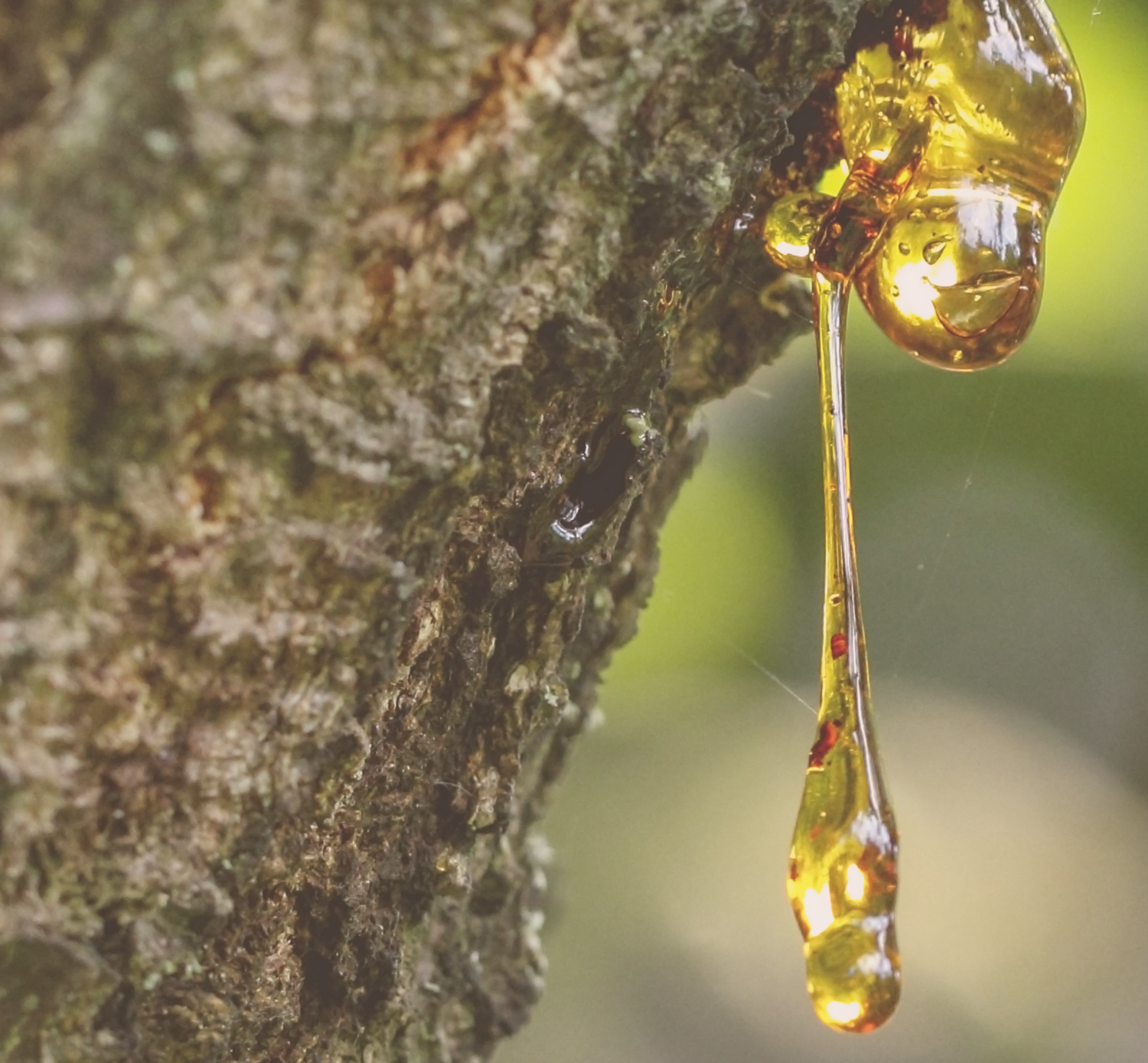The Lifeblood of Trees