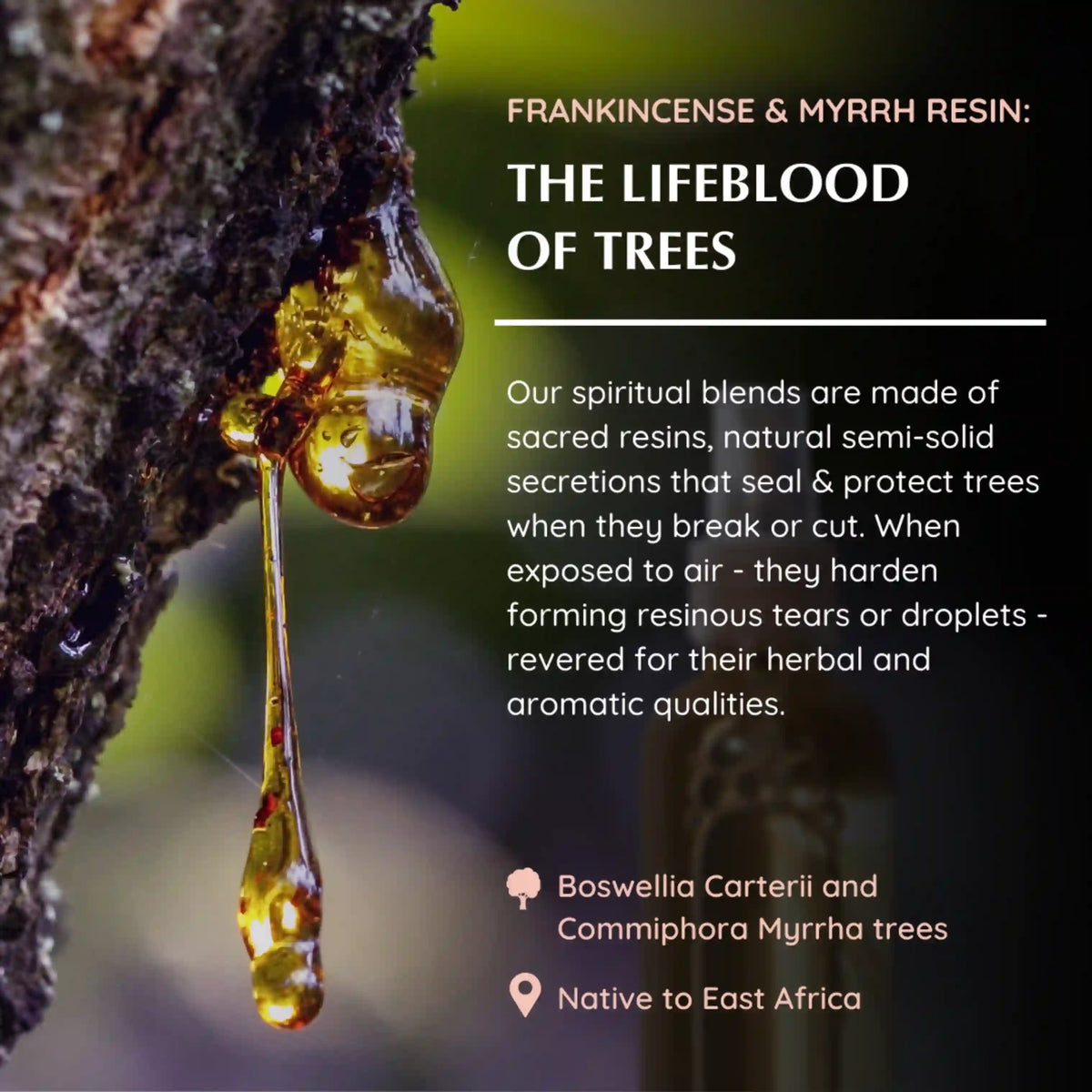 Made from Boswellia Carterii Tree and Commiphora Myrrha Tree