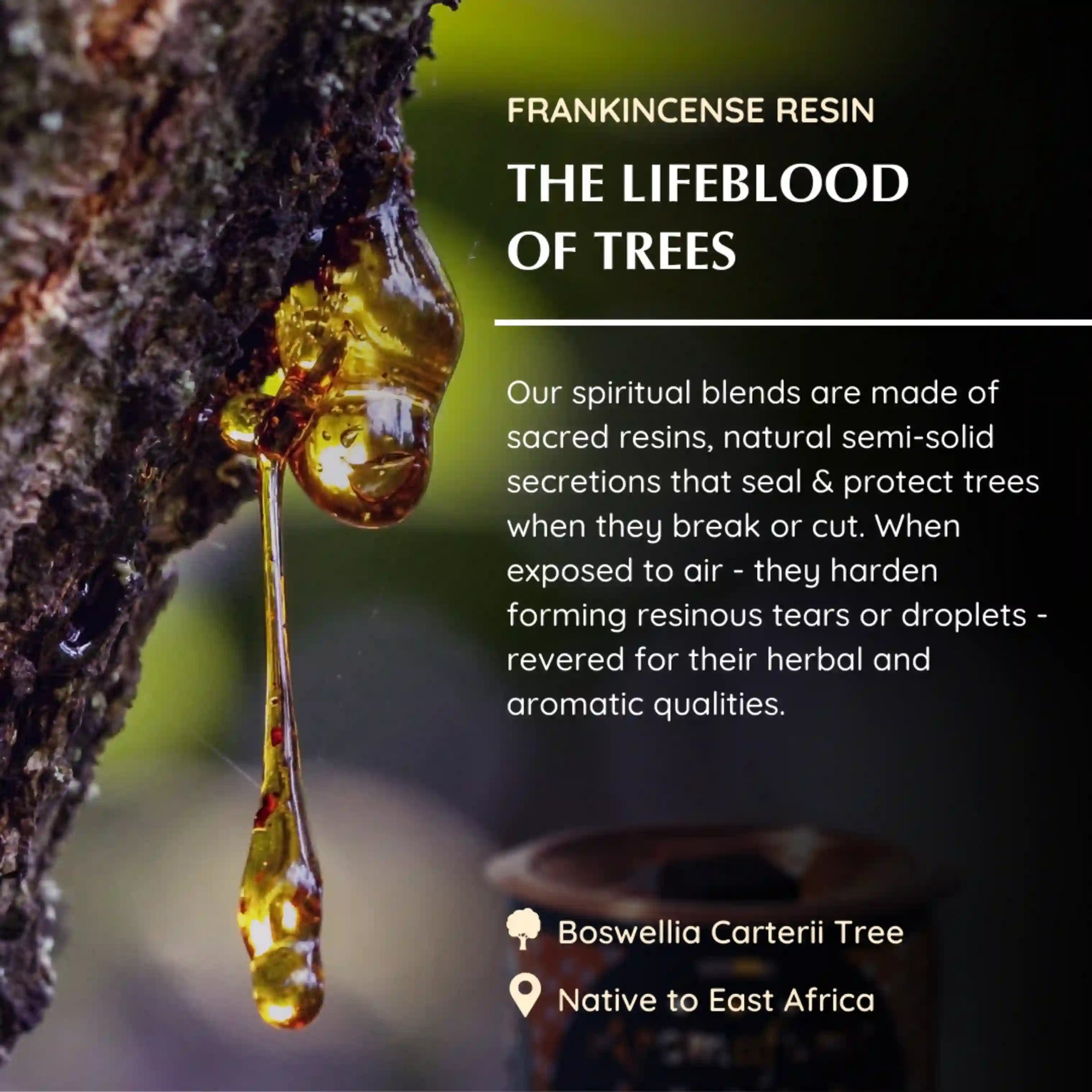 Frankincense made from Boswelllia Carterii Tree