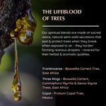 Resin origins: Frankincense (Boswellia), Three Kings (Boswellia, Commiphora), Copal (Protium)